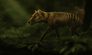 Tasmanian Tiger