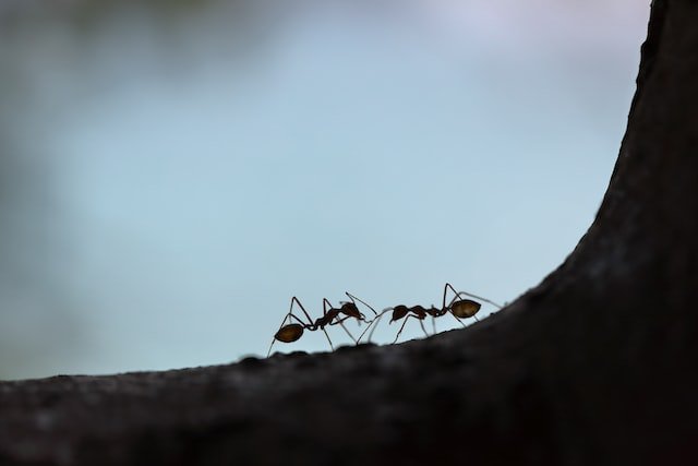Get Rid of Ants