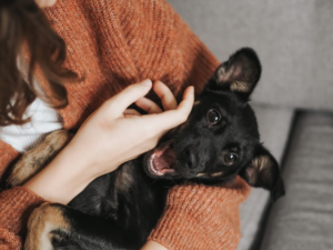 Pet