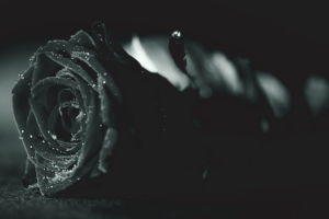 Black rose
