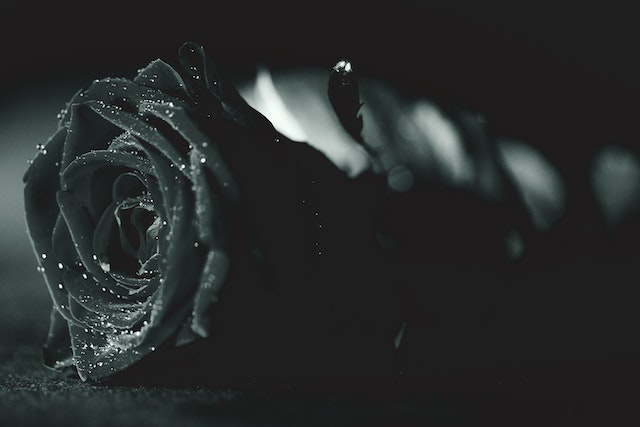 Black rose