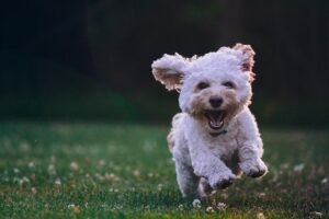 PuppyBowl