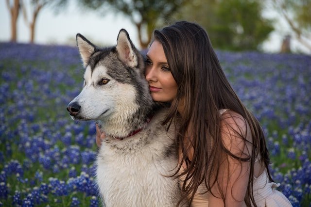 companion dog