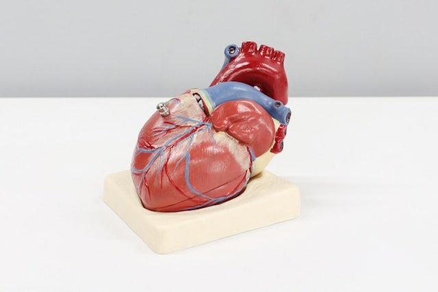 Heart Attack vs Cardiac Arrest