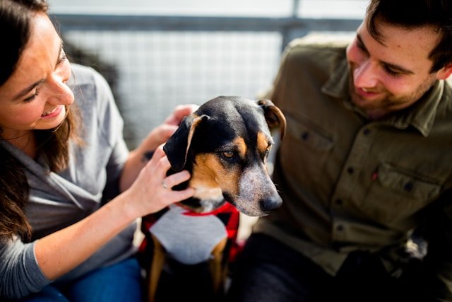 dandruff in dogs