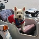 What Is a Service Dog Vest?