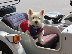 service dog vest