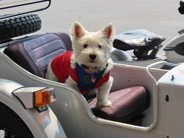 service dog vest