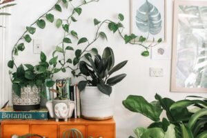 many hanging plants including goldfish plant