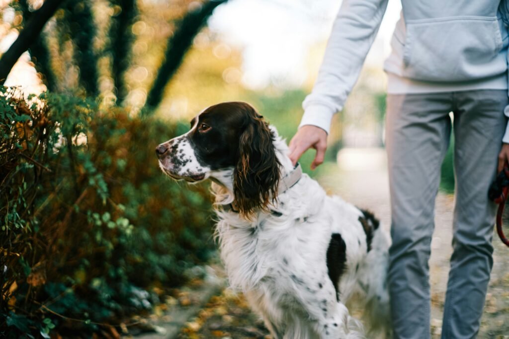 Pet training
