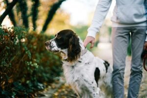 Pet training