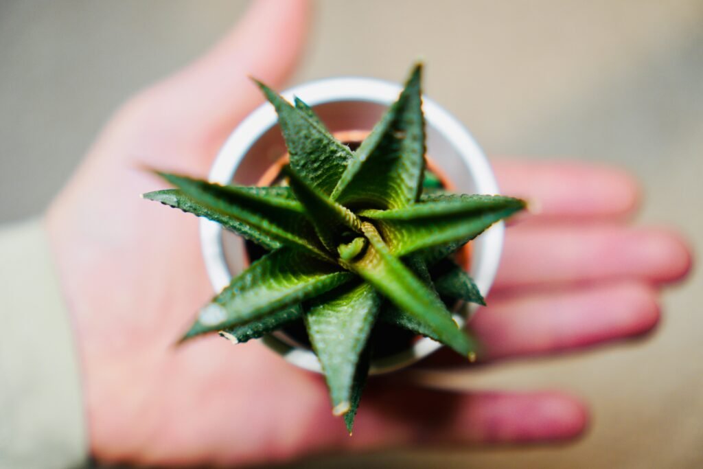 a person holding a small potted aloe vera