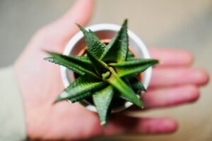 a person holding a small potted aloe vera