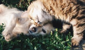Best Pets like White dog and grey cat hugging each other