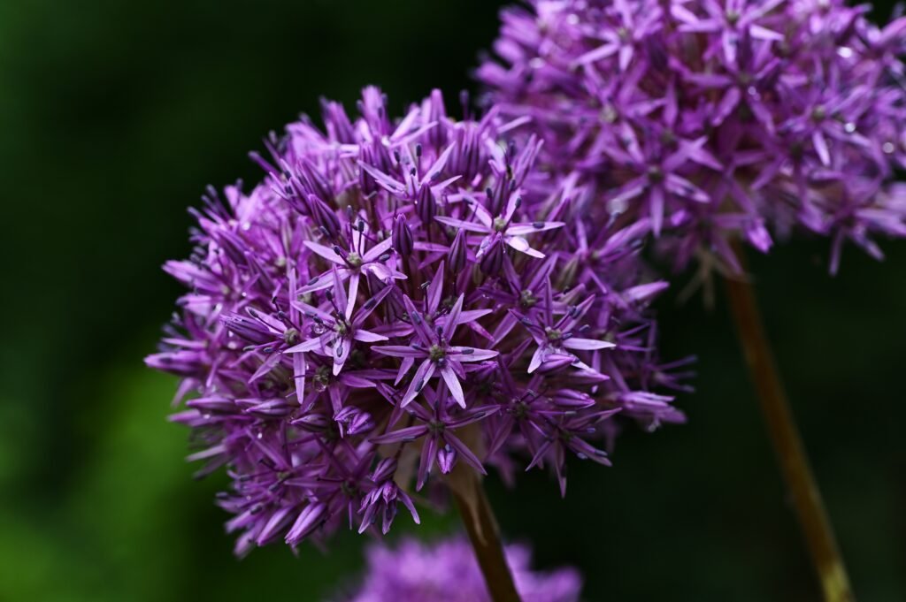 A close up of a purple flower and beautiful purple flowers