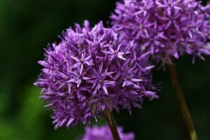 A close up of a purple flower and beautiful purple flowers