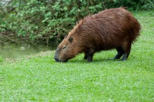capibara