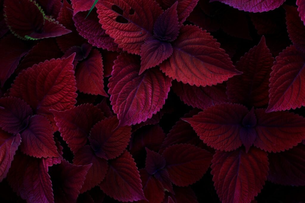 maroon color