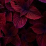 The Beauty and Meaning of Maroon Color in Design and Culture