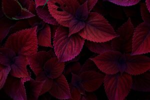 maroon color