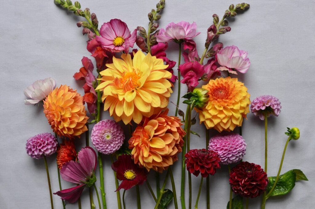 july birth month flower