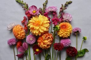 july birth month flower