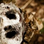 What Are the Best Halloween Movies to Watch?